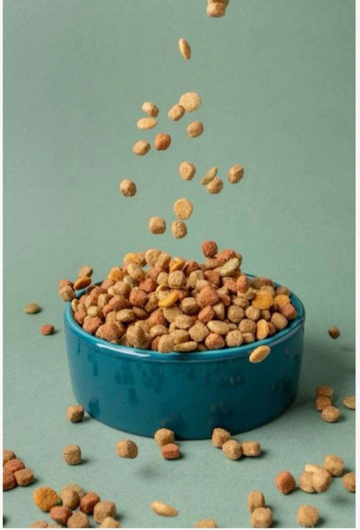 Feeding & Bowls